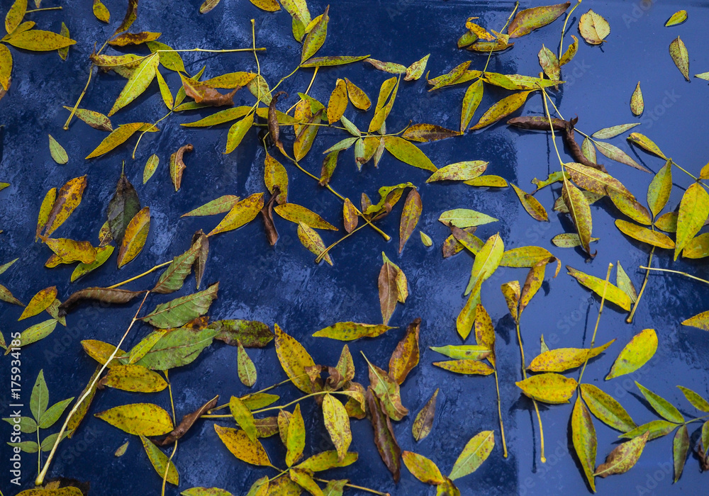 Autumn leaves on the hood of the blue car.
