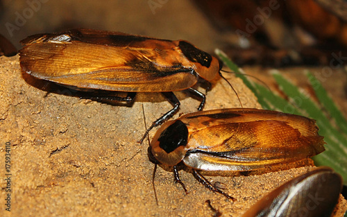 Blaberus discoidalis (3) photo