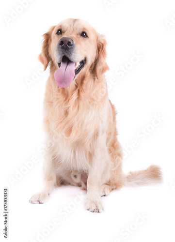 labrador golden retriever in front of white background studio isolated