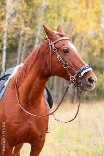 face red horse in check amid the woods © Ксения Северюхина