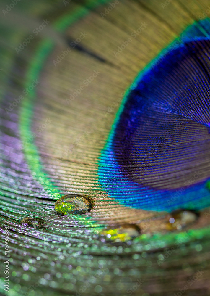 Fototapeta premium Colorful peacock feather eye close up view