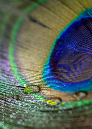 Colorful peacock feather eye close up view