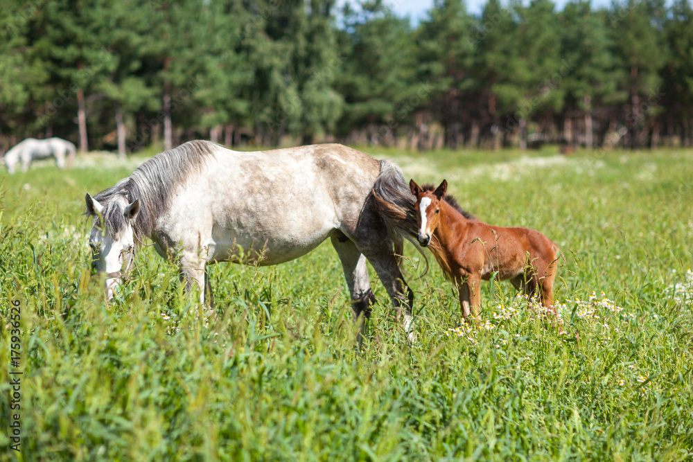 white horse with brown foal