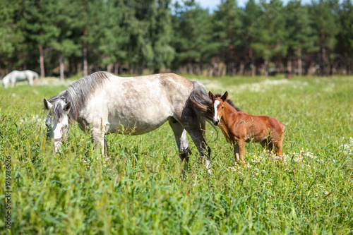 white horse with brown foal photo