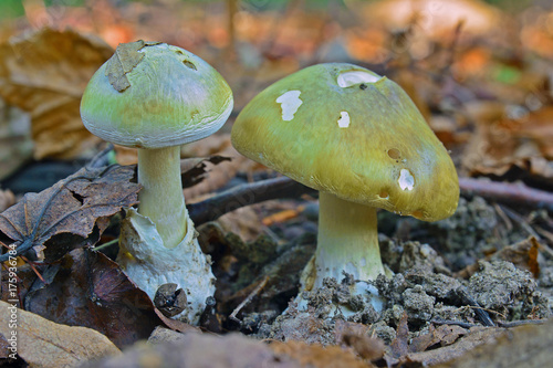 Принти на полотні amanita phalloides mushroom