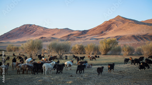 Steppe with a flock of sheep and mountains in Western Mongolia.