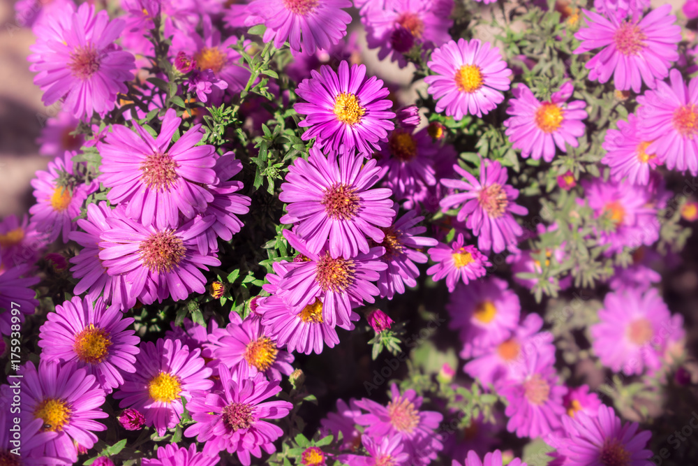 purple daisy blurred purple daisy blurred