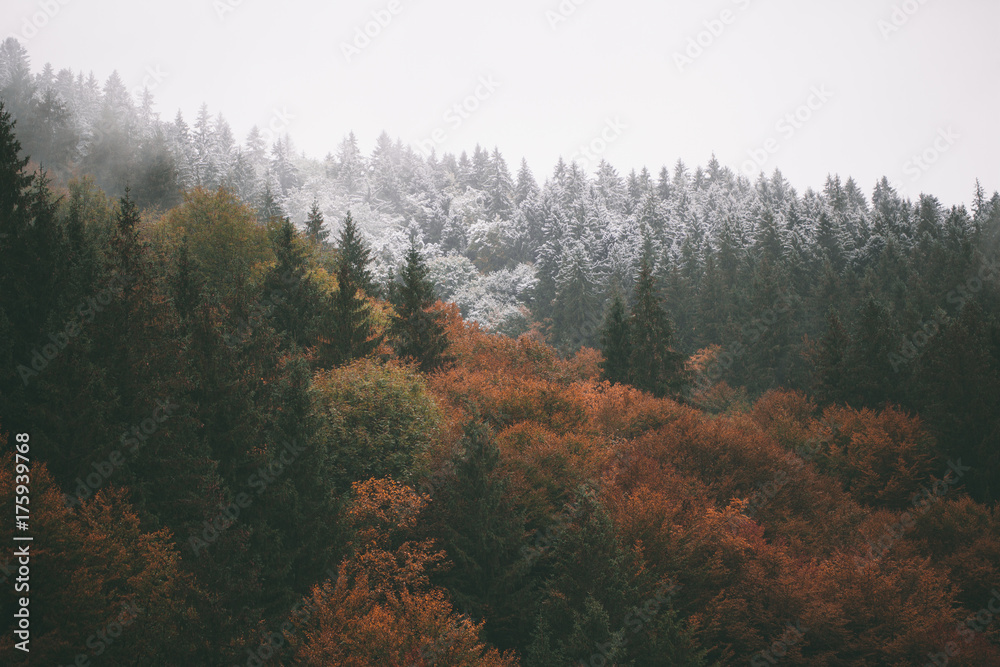 Forest with fog and snow high in the mountains