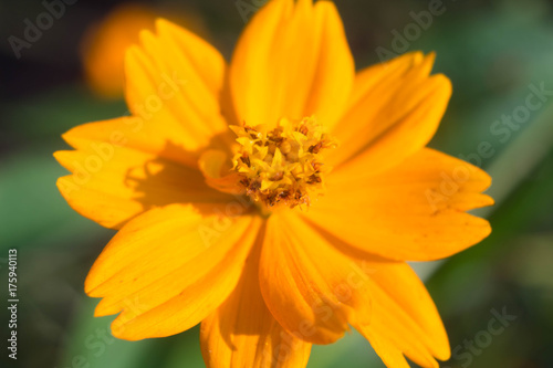 Yellow Flower in Sunlight