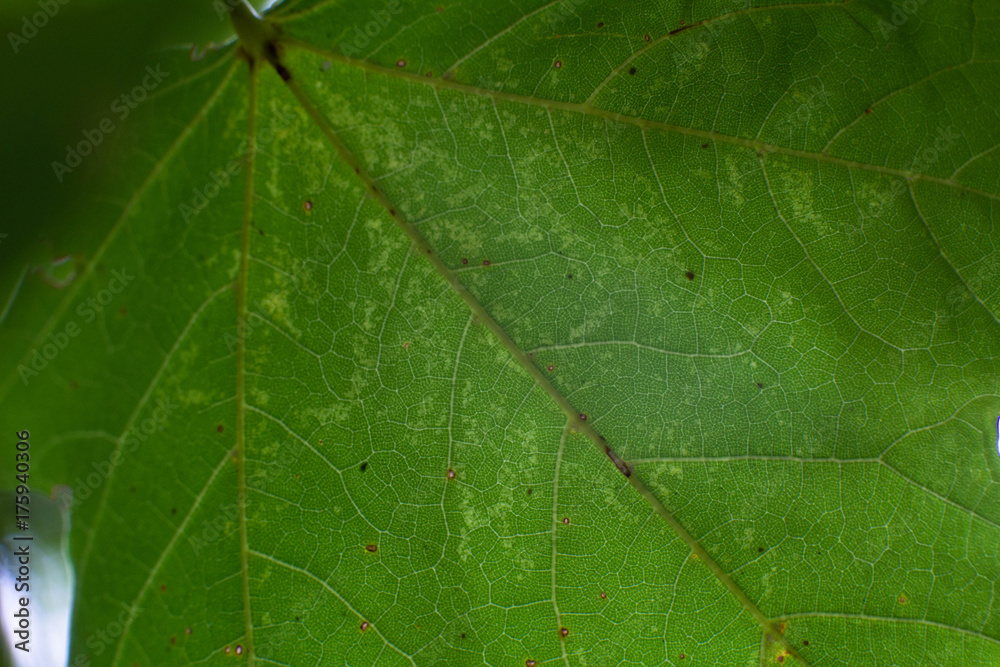 Leaf Texture Closeup Macro Leaf Texture Closeup Macro