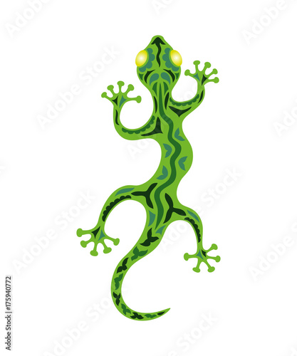 Lizard on the white background.