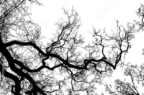 Realistic tree silhouette (illustration).