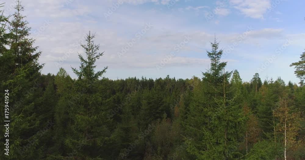 Aerial View. Flying over the beautiful autumn trees in forest. Aerial camera shot. Autumn / Fall landscape.
