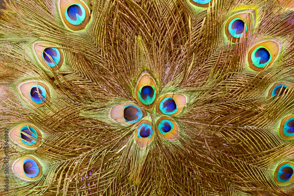 Fototapeta premium Background and texture of peacock feather for decoration.