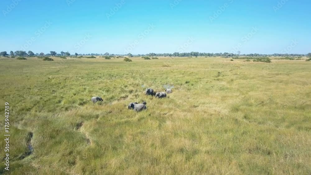 Low flight pass over family of elephants in lush flood plain of the Okavango delta Low flight pass over family of elephants in lush flood plain of the Okavango delta