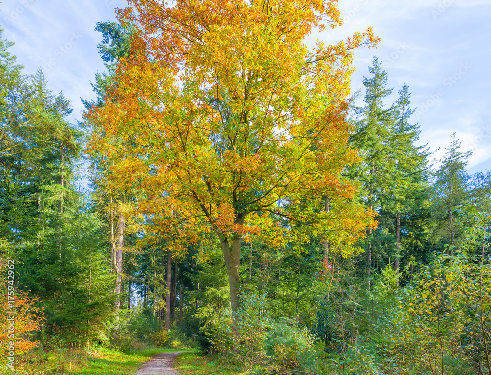 Naklejka premium Jesienne kolory liści w lesie w słońcu na jesieni