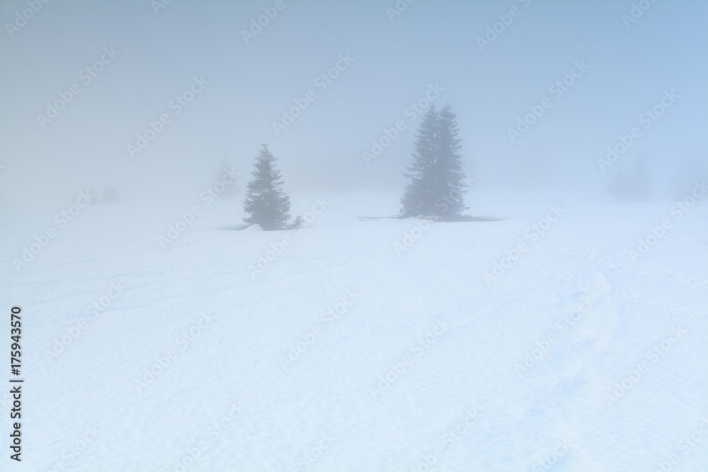 Fototapeta premium spruce trees in dense fog in winter