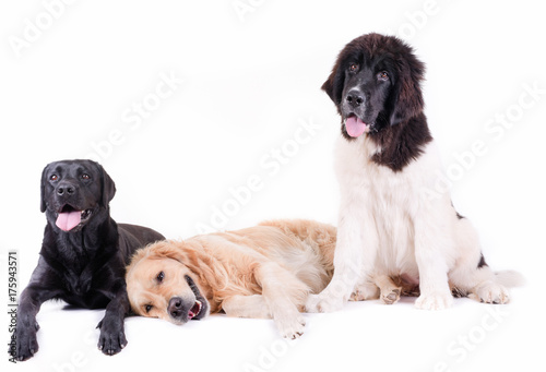Fototapeta Naklejka Na Ścianę i Meble -  group of different breed dog isolated in front white background