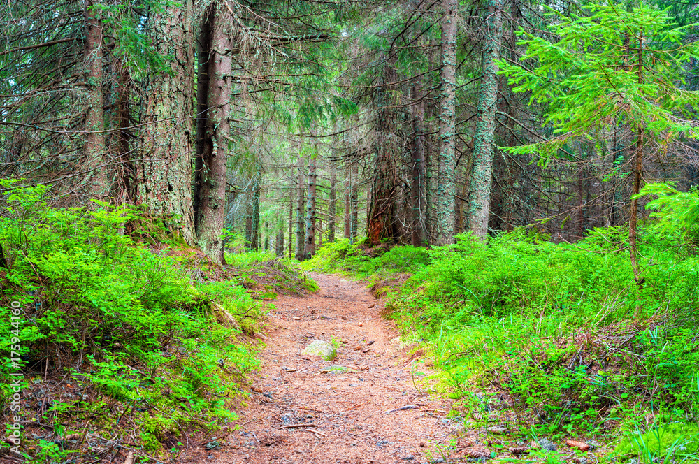 Hiking trail in the forest, High Tatras Slovakia Hiking trail in the forest, High Tatras Slovakia