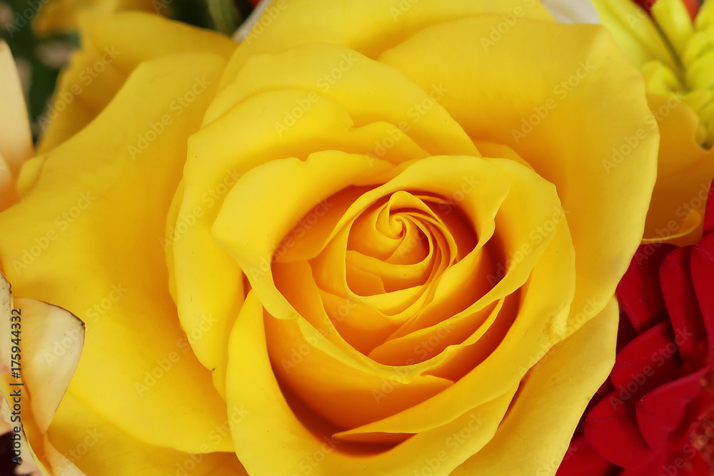 yellow rose yellow rose