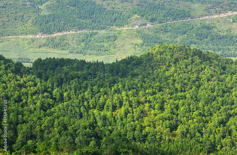 Fototapeta premium Beautiful vibrant background consisting scenic of trees of the rain forest.