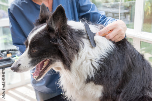 Stampa su tela Side view of grooming of the Border Collie
