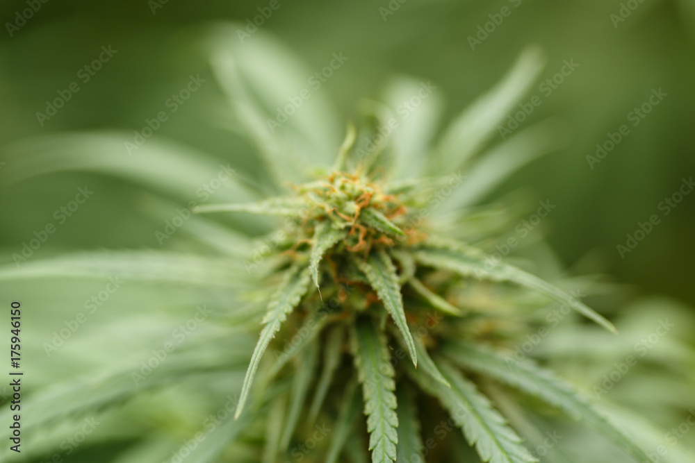 Detail of Marijuana Flower with Long Leaves Detail of Marijuana Flower with Long Leaves