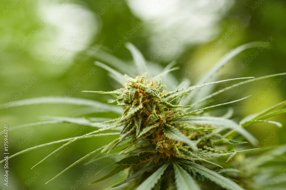 Cannabis or marihuana or marijuana plants grow. Cannabis or marihuana or marijuana plants grow.