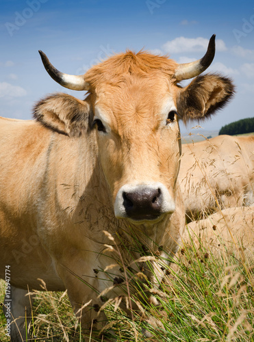 Vache Aubrac-gros plan
