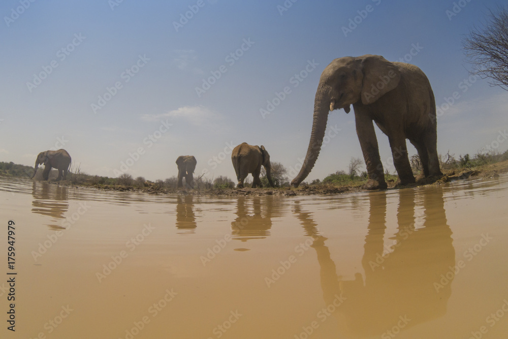 Fototapeta premium African Elephants drink at river