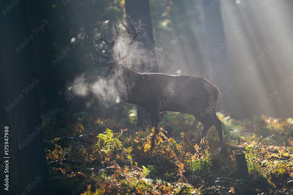Naklejka premium Jeleń jelenia (cervus elaphus) między paprociami w mglistym lesie jesienią.