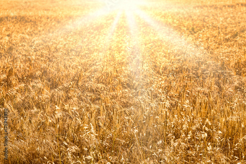 Wheat field golden sunset background