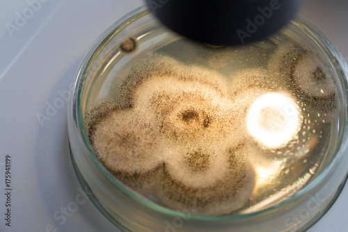 Asperillus niger in petri dish, Microbiology for education in laboratories.