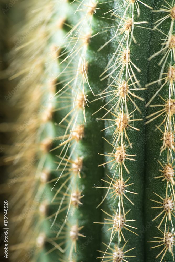 Cactus close-up. Home indoor plants with thorns. A succulent Cactus close-up. Home indoor plants with thorns. A succulent
