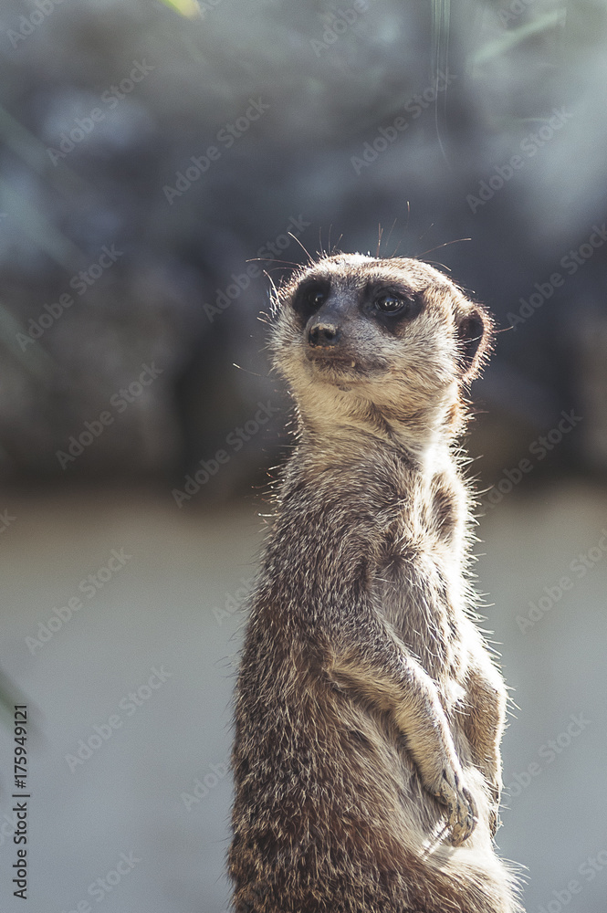 Fototapeta premium Suricate qui guette