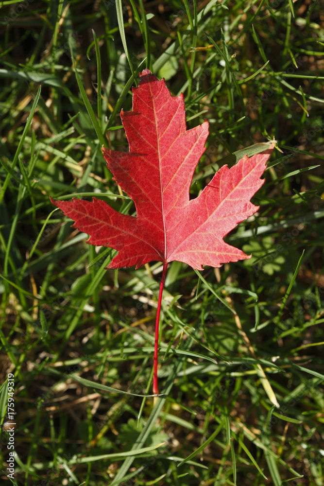 rot verfärbtes Ahornblatt