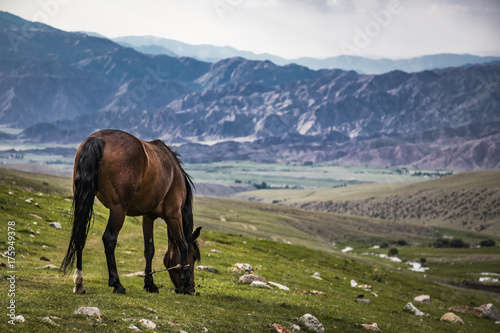 Kyrgyz horse