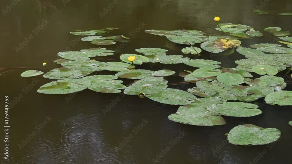 Water-lily floating on the water’s surface Water-lily floating on the water’s surface