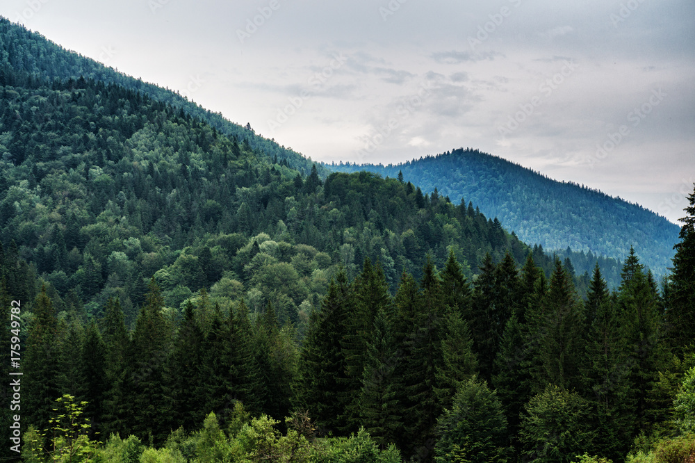 Fototapeta premium top of Carpathian Mountains
