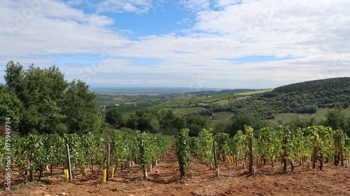Mâcon wine-growing region