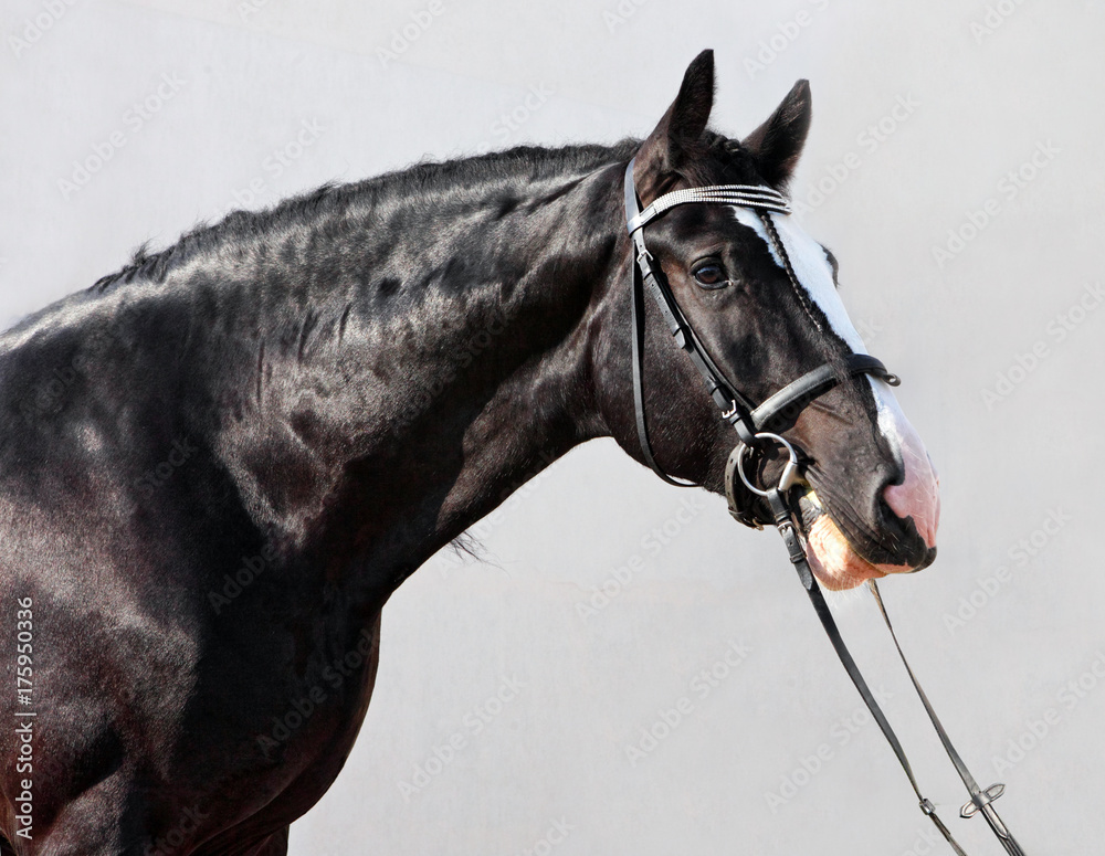 Fototapeta premium Shire horses are prepared for Agricultural show