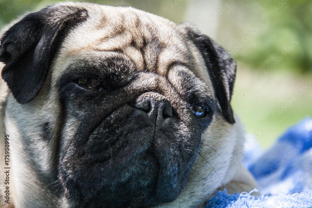 Obraz premium Dog,pug