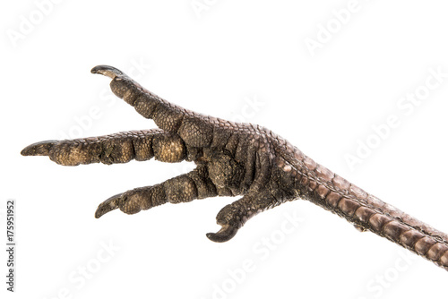 bird leg (paw) isolated on a white a background