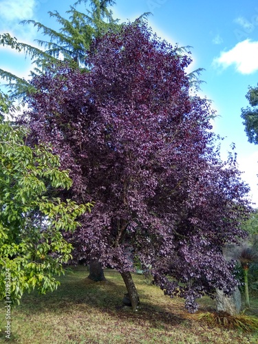Arbol
