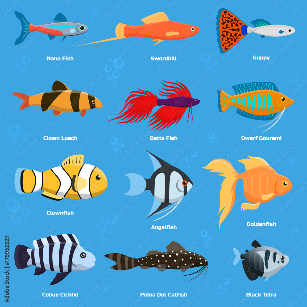 Aquarium and ocean fish breeds underwater bowl tropical aquatic animals  water nature pet characters vector illustration Stock Vector | Adobe Stock