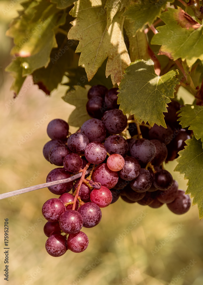 Reife rote Trauben am Rebstock Reife rote Trauben am Rebstock