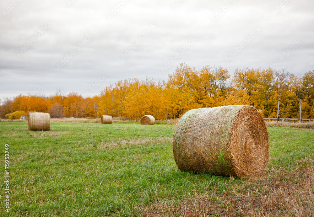 bales of hay in autumn prairie field