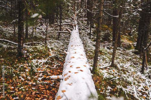 Autumn forest and the first snow