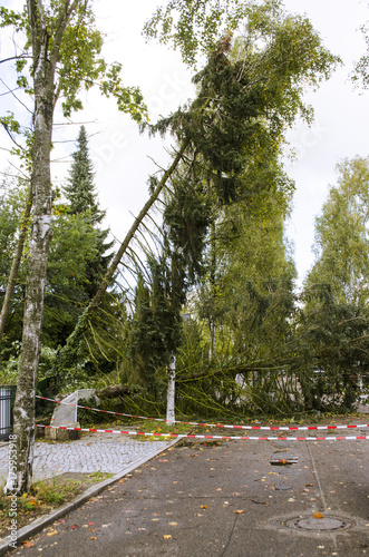 Storm damage with fallen trees blocking road after hurricane Xavier in Berlin, Germany