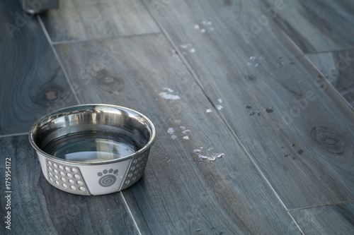Dog Bowl with Wet Paw Prints